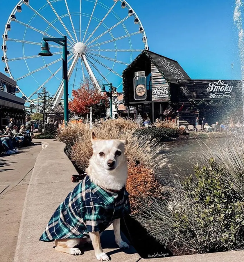 20 Pet Friendly Hotels In Pigeon Forge, TN