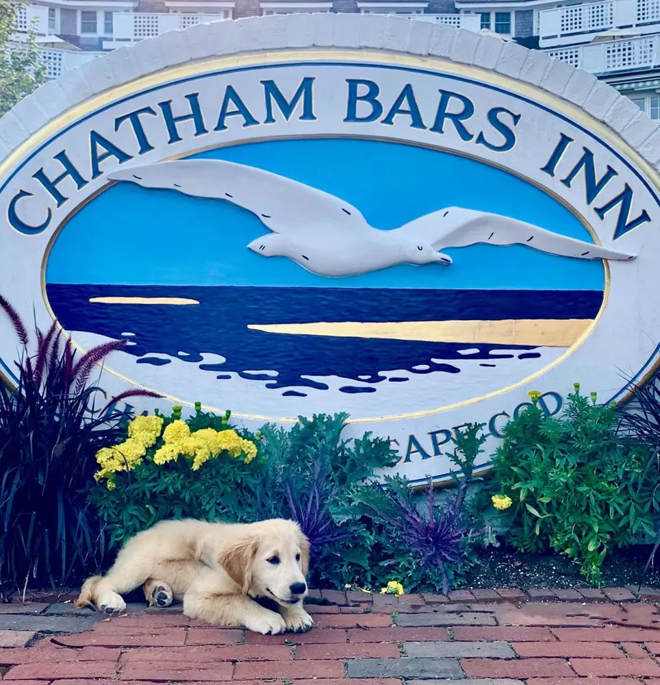 20 Dog Friendly Hotels In Cape Cod, MA